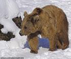 Коричневый медведь на снегу
